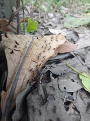 Eciton burchellii parvispinum