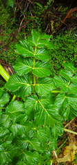 Angelica lignescens