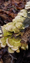 Trametes villosa