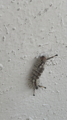 Dasychira meridionalis