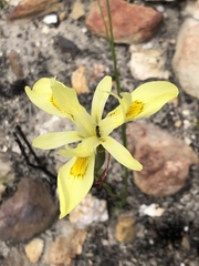 Moraea neglecta