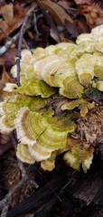 Trametes villosa