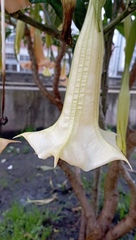 Brugmansia arborea