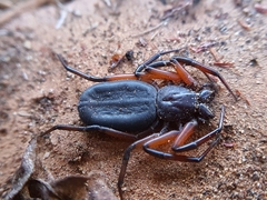 Platyoides walteri
