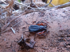 Platyoides walteri