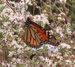 Danaus plexippus