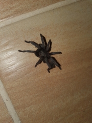 Chaetopelma olivaceum