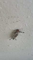 Dasychira meridionalis
