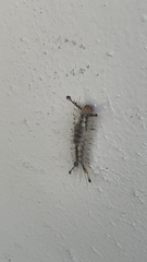 Dasychira meridionalis