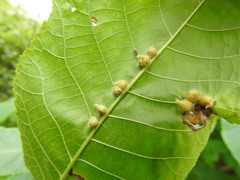 Caryomyia ansericollum