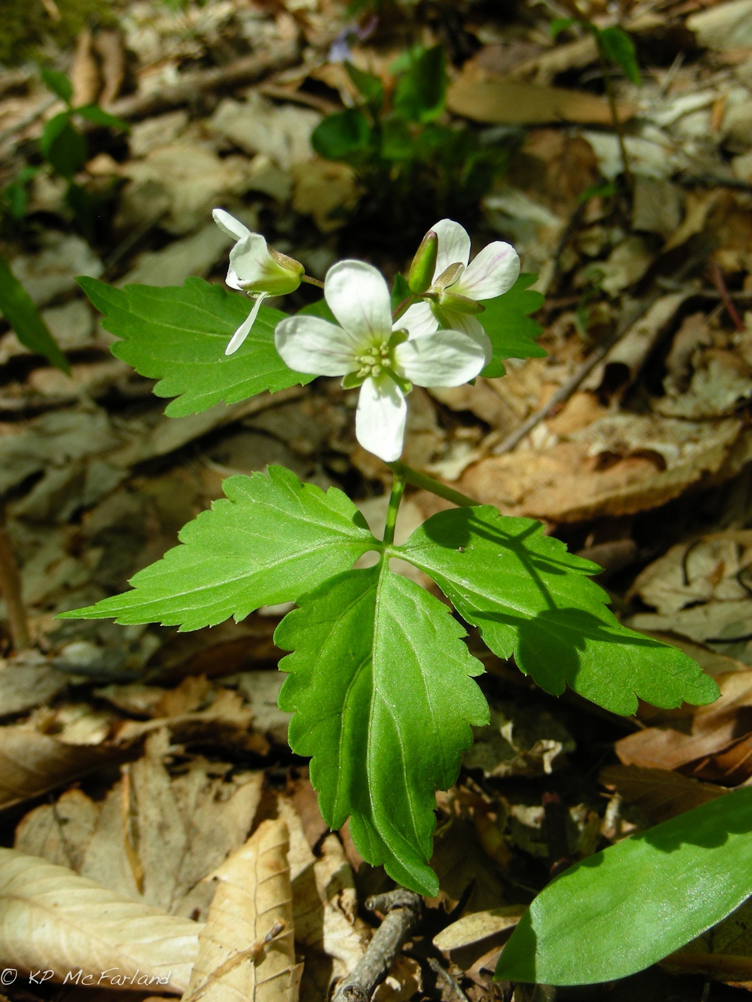Cardamine diphylla