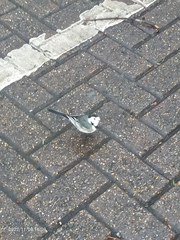 Motacilla alba yarrellii