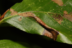 Phyllonorycter maestingella