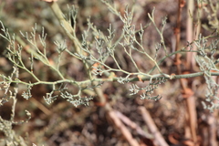 Limonium otolepis