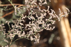 Limonium otolepis
