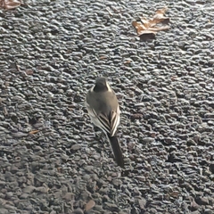 Motacilla alba yarrellii