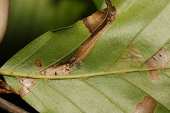 Phyllonorycter maestingella