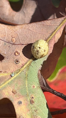 Acraspis pezomachoides