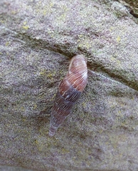 Clausiliinae