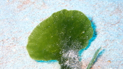 Udotea