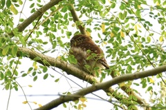 Glaucidium peruanum