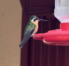 Lampornis castaneoventris