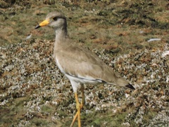 Vanellus cinereus