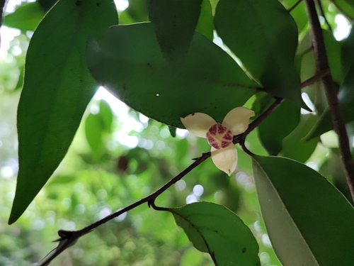 Nilgiri cap-flower (Mitrephora heyneana)