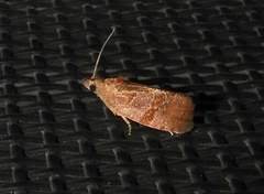 Evora hemidesma
