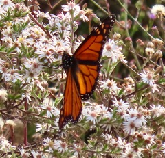 Danaus plexippus