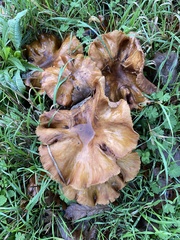Physalacriaceae