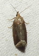 Capis curvata