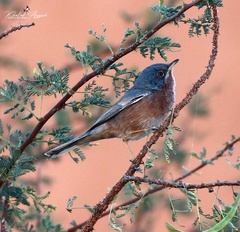 Curruca deserticola