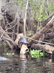 Pseudemys concinna suwanniensis