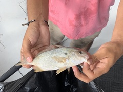 Leiostomus xanthurus