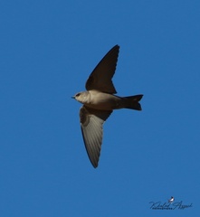 Ptyonoprogne fuligula