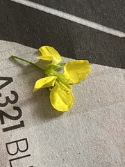 Brassica oleracea