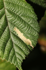 Coptotriche marginea