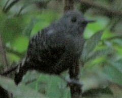 Willisornis poecilinotus