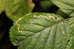 Stigmella aurella