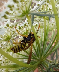Polistes dominula