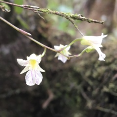 Ionopsis satyrioides
