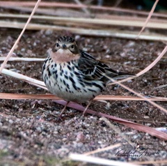 Anthus cervinus