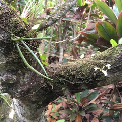 Ionopsis satyrioides