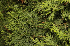 Chamaecyparis lawsoniana