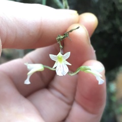 Ionopsis satyrioides