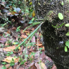 Ionopsis satyrioides