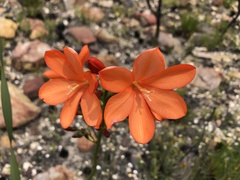 Pillansia templemannii