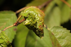 Myzus cerasi