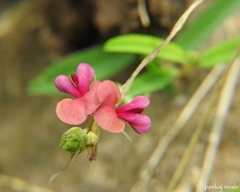 Alysicarpus vaginalis